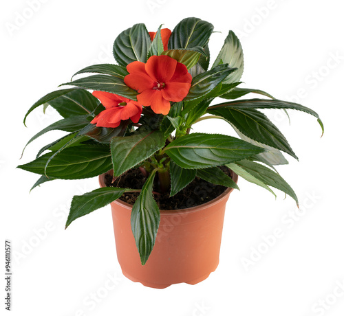 new guinea impatiens in a pot cut out isolated transparent background
