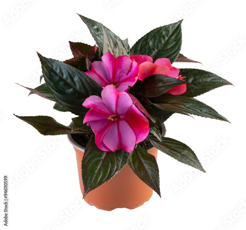 new guinea impatiens in a pot cut out isolated transparent background photo