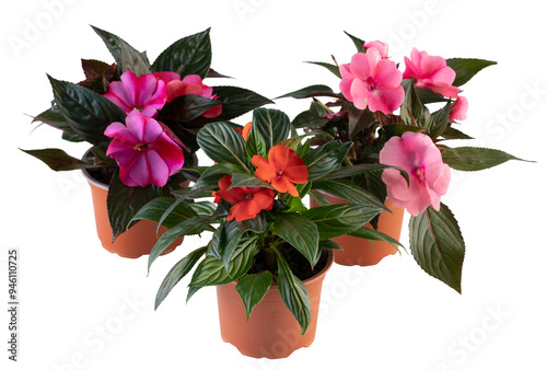 new guinea impatiens in a pot cut out isolated transparent background