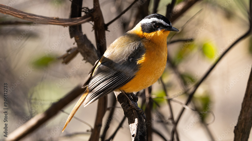 White-browed Robin Chat (Heuglinjanfrederik) (Cossyppha heuglini) near Lower Sabie, Kruger National Park, Mpumalanga, South Africa White-browed Robin Chat (Heuglinjanfrederik) (Cossyppha heuglini) near Lower Sabie, Kruger National Park, Mpumalanga, South Africa