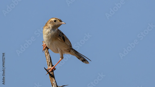 Rattling Cisticola (Bosveldtinktinkie) (Cisticola chiniana) near Lower Sabie, Kruger National Park, Mpumalanga, South Africa