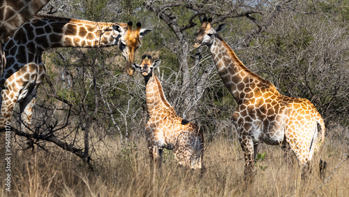 A family of Giraffes (Giraffa camelopardalis) near Lower Sabie, Kruger National Park, Mpumalanga, South Africa