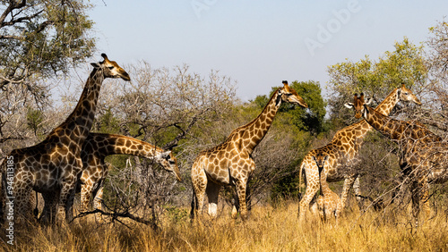 A family of Giraffes (Giraffa camelopardalis) near Lower Sabie, Kruger National Park, Mpumalanga, South Africa