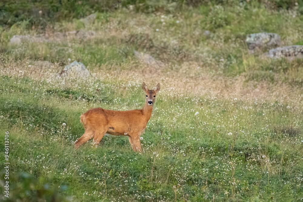 Wild european roe deer (Female - Capreolus capreolus) standing in a flowery meadow in the Italian Alps, August, Horizontal.