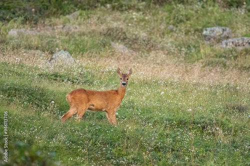 Obraz na płótnie Wild european roe deer (Female - Capreolus capreolus) standing in a flowery meadow in the Italian Alps, August, Horizontal. w salonie