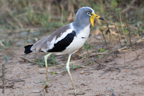 White-crowned lapwing (Witkopkiewiet) (Vanellus albiceps) near Lower Sabie, Kruger National Park, Mpumalanga, South Africa