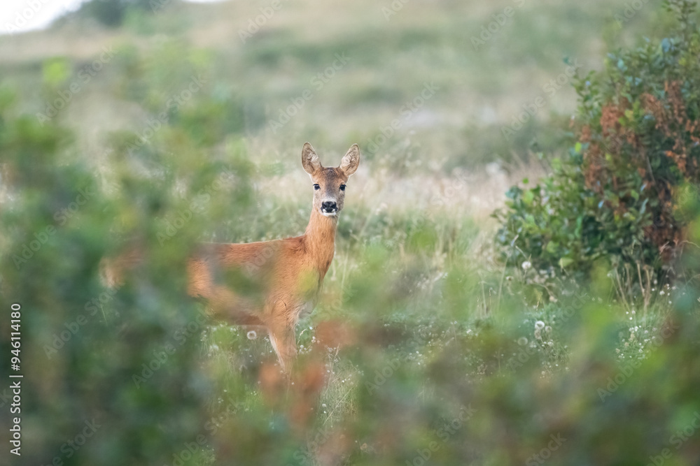 Wild female roe deer (Capreolus capreolus) emerging from a wood, standing in a apline grassland on a summer morning, Alps Mountains, Italy. Horizontal, August.