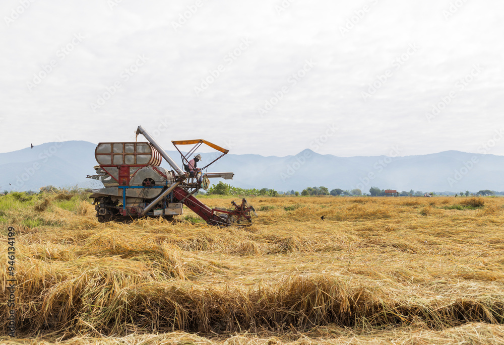 Fototapeta premium Harvesting in the Countryside