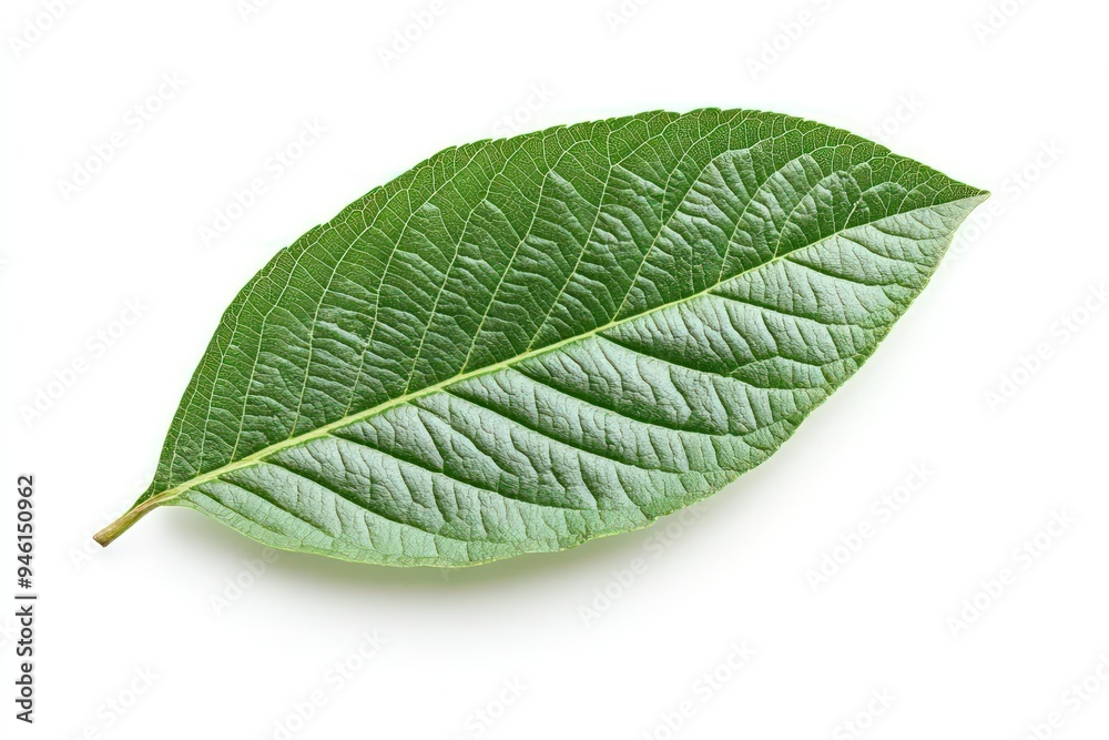 A single guava leaf isolated on a white background with a clipping path. A single guava leaf isolated on a white background with a clipping path.