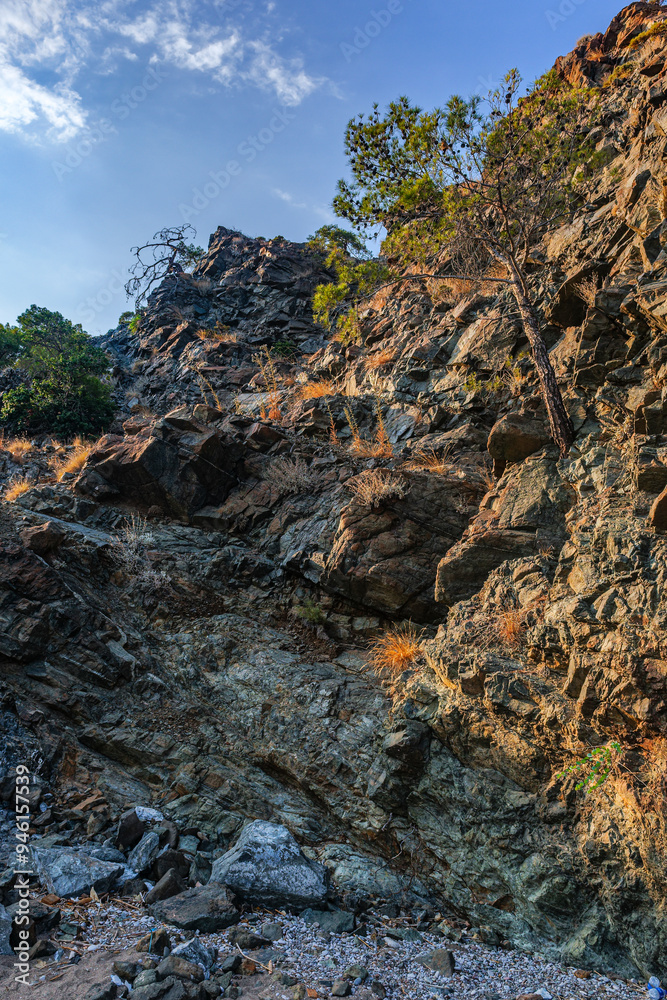 A pine branch on the cliff side, illuminated by the sun against the background of stones and sky A pine branch on the cliff side, illuminated by the sun against the background of stones and sky
