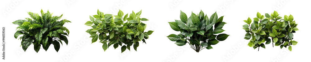 Fototapeta premium Set, Collection of Foliage Plant isolated on transparent background.
