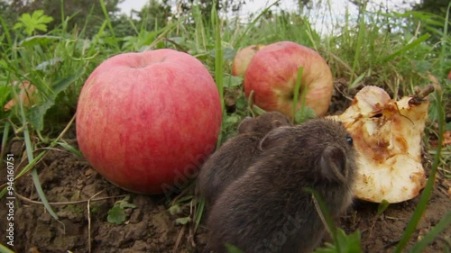 field mice eat apples on an orchard meadow photo