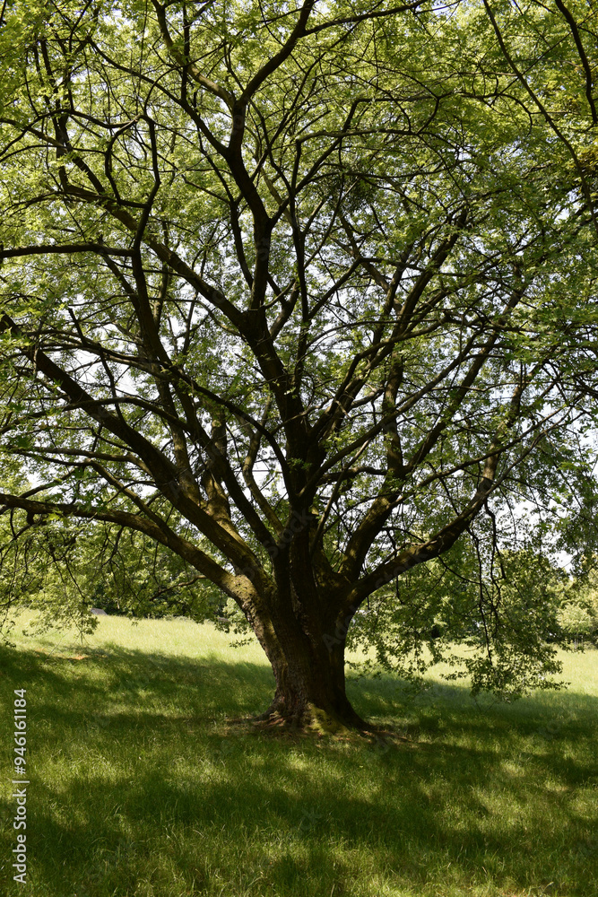 A large tree on the lawn. An old oak tree growing in the park A large tree on the lawn. An old oak tree growing in the park