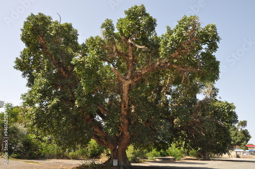 The Ficus Sycomorus on farmland. In a ripening state