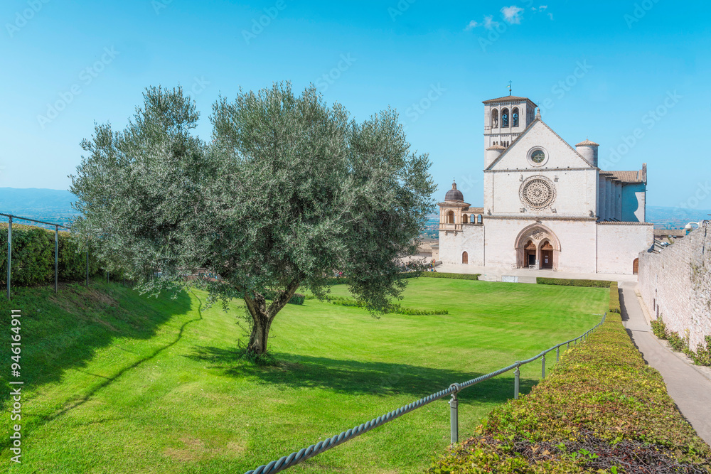 Naklejka premium Assisi, San Francesco Basilica church and an olive tree. Umbria, Italy.