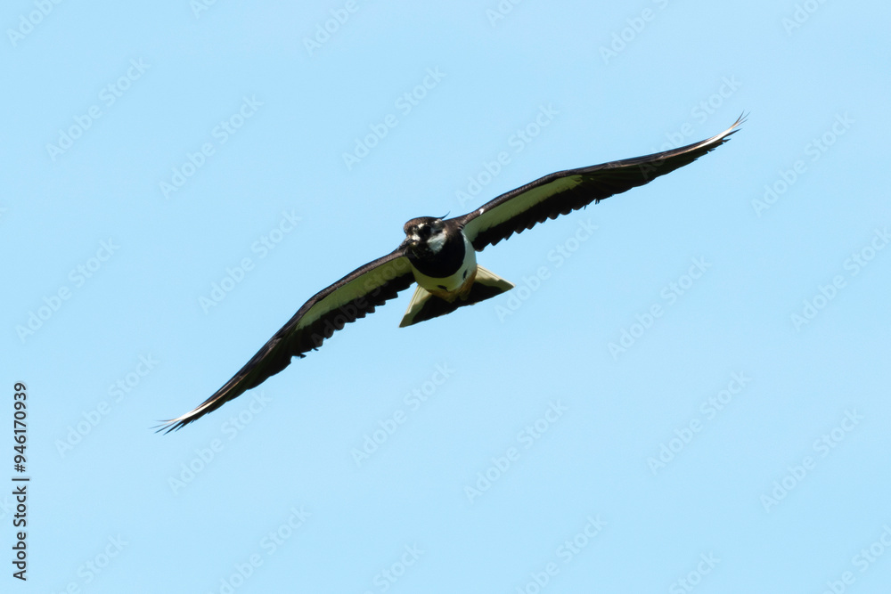 Vanneau huppé,.Vanellus vanellus, Northern Lapwing Vanneau huppé,.Vanellus vanellus, Northern Lapwing