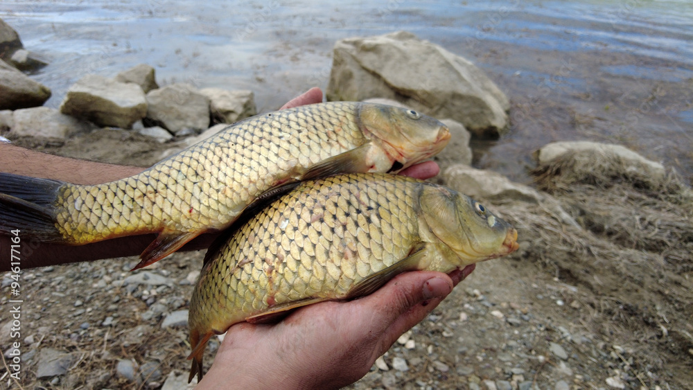 The fisherman shows the carp fish he caught closely by holding them with his hands,