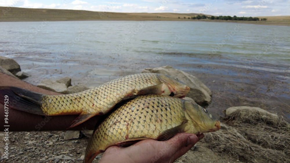 The fisherman shows the carp fish he caught closely by holding them with his hands,