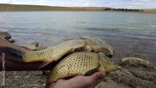 Obraz na płótnie The fisherman shows the carp fish he caught closely by holding them with his hands, w salonie