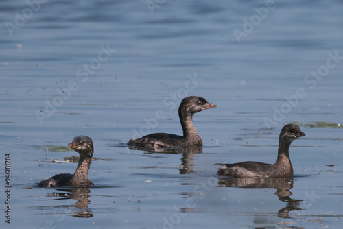 Three sibling Pie-Billed Griebes in marsh in late summer