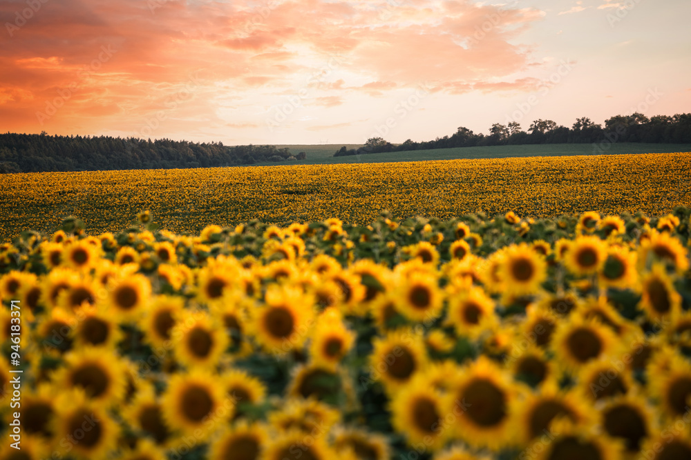 Fototapeta premium Splendid scene of vivid yellow sunflowers in the evening.