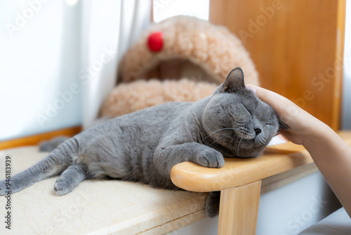 British shorthair cat lying on the sofa armrest, enjoying being patted on the head by the pet owner