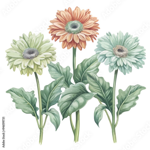 Watercolor Style Gerber Daisies in Different Colors