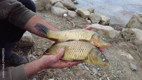 The fisherman shows the carp fish he caught closely by holding them with his hands,