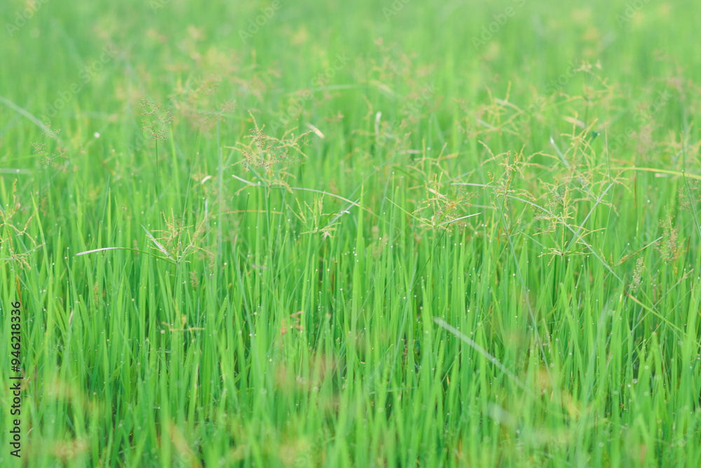 Obraz premium Grass in the rice field