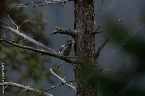 Kashmir nutcracker or large-spotted nutcracker (Nucifraga multipunctata) at Sinthan Top, Jammu & Kashmir UT, India photo