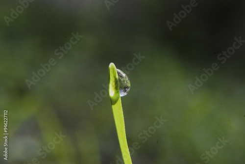 close up of grass with dew drops