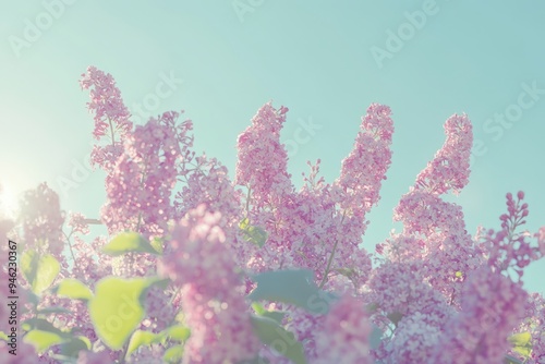 A close-up of a cluster of pink cherry blossoms.