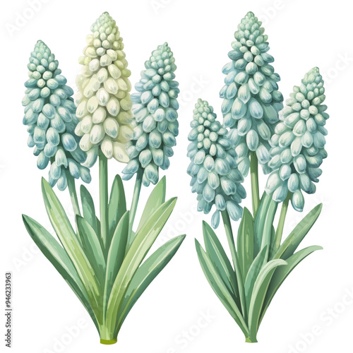 Digital Illustration of Blue and White Grape Hyacinth Bouquets with Green Leaves