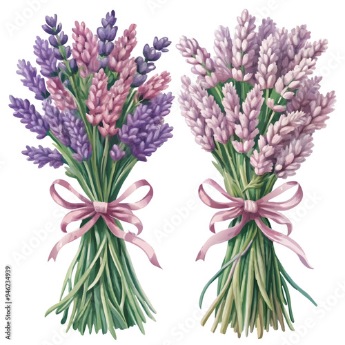 Watercolor Illustration of Lavender Bunches Tied with Pink Ribbons on White Background