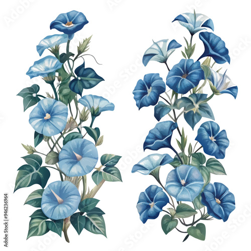 Watercolor Illustration of Blue Morning Glory Flower Arrangements