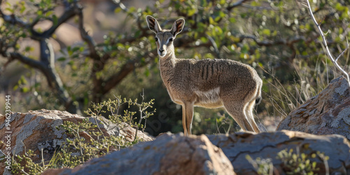 A solitary gazelle stands on rocky terrain, surrounded by shrubs and trees in an arid landscape during the late afternoon hours