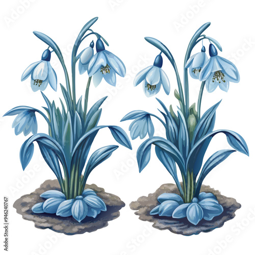 Illustration of Snowdrop Plants with Blue Leaves and White Flowers