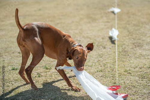 Vizsla dog grabbing a baggie at the end of a fast cat race photo