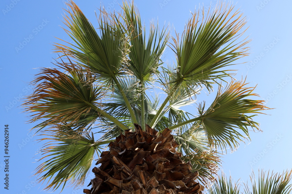 Obraz premium The palm tree grows in the city park.