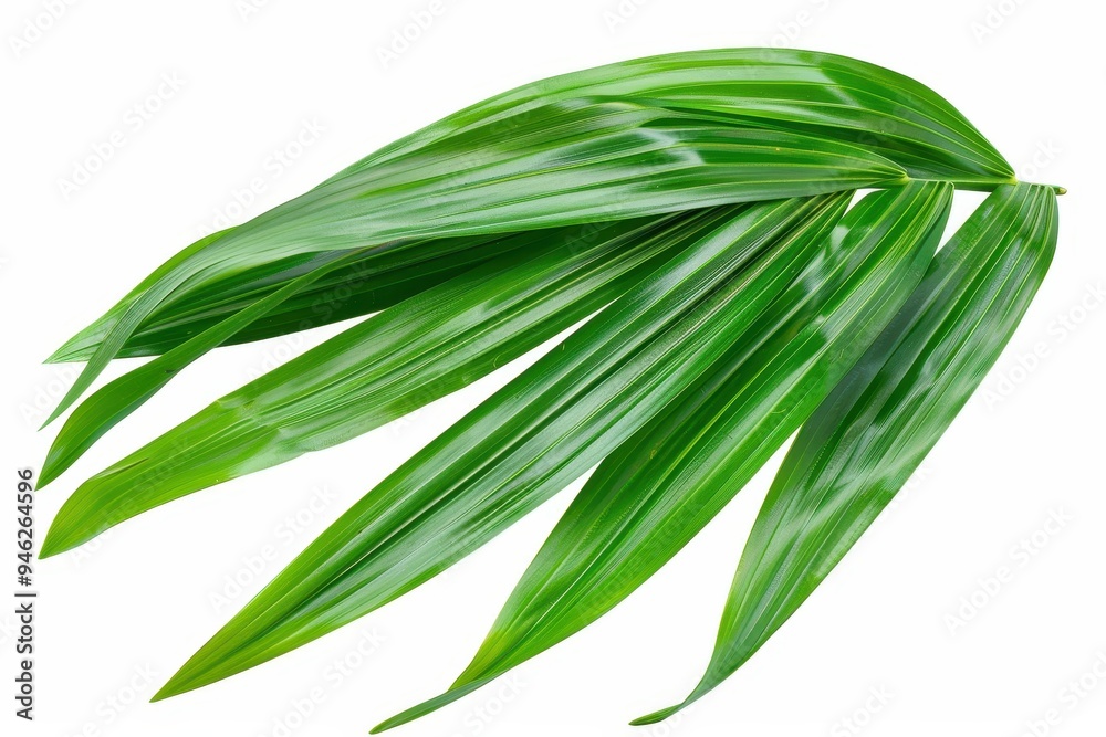 Tropical foliage green palm leaves isolated on white with clipping path Tropical foliage green palm leaves isolated on white with clipping path