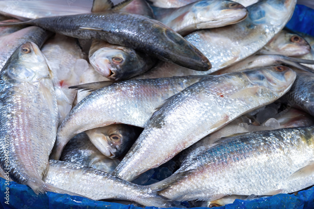 Fototapeta premium Tenualosa ilisha or Hilsa fish, known as Ilish in Bengali, is a popular and highly prized fish sold in markets. It is the national fish of Bangladesh. It is also famous in West Bengal, India.