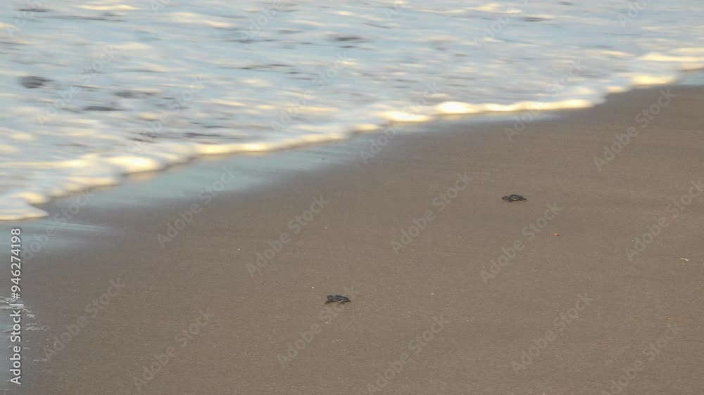 Baby sea turtles crawl towards the ocean on the beach Baby sea turtles crawl towards the ocean on the beach