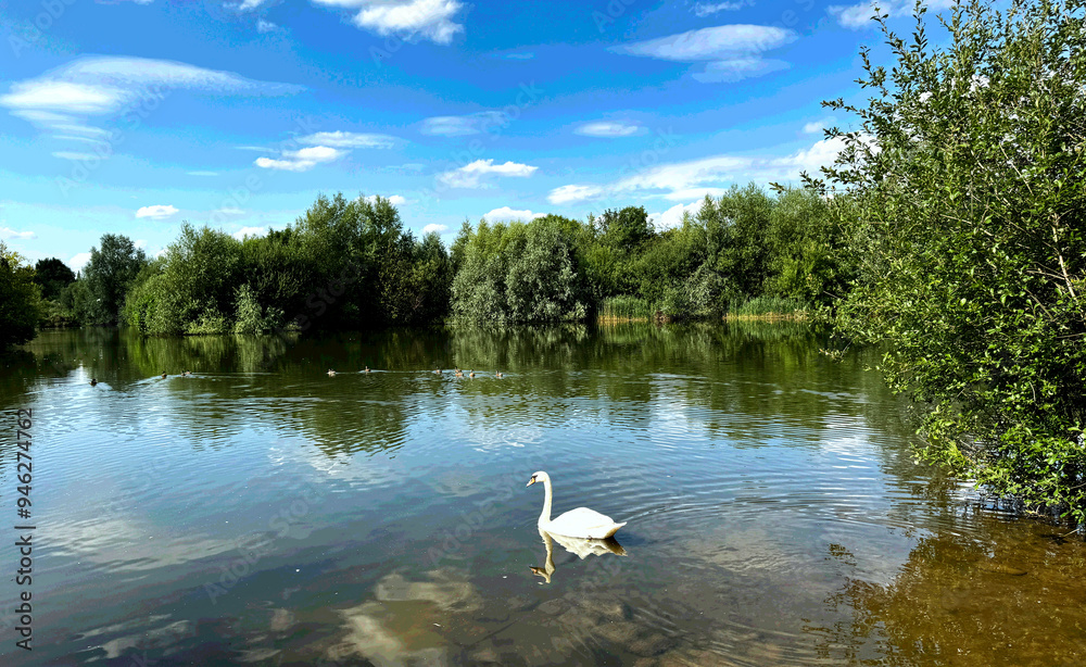 A swan glides on a serene lake surrounded by lush greenery under a blue sky with scattered clouds. The peaceful scene reflects beautifully on the water's in, Lady Wood Lakes, Mirfield, UK