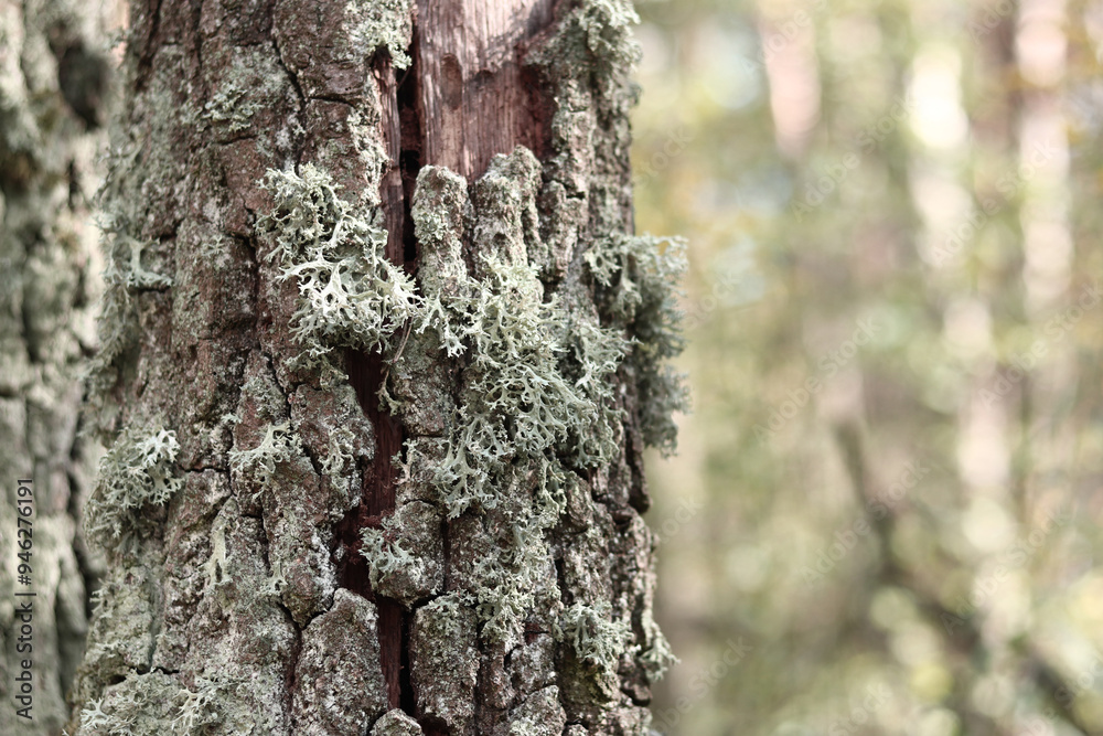 Oak tree trunk covered with lichen. Cracked oak bark close-up and lichen. Drying of the tree. Damaged bark on the tree trunk, details. Moss Oak tree trunk covered with lichen. Cracked oak bark close-up and lichen. Drying of the tree. Damaged bark on the tree trunk, details. Moss
