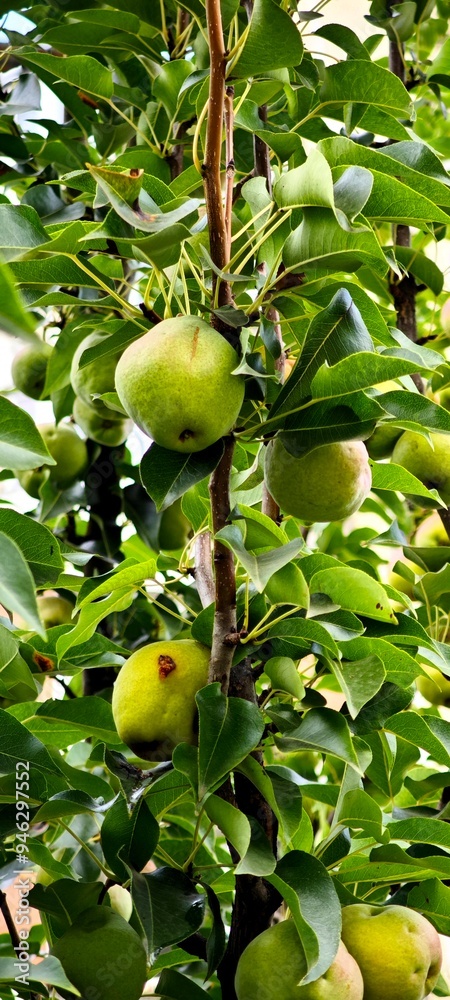 Green apples growing on a tree branch orchard, nature phone wallpaper Green apples growing on a tree branch orchard, nature phone wallpaper
