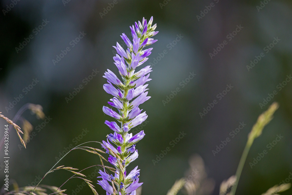 side view of a blue spiked bellflower in sunlight against a blurred green background side view of a blue spiked bellflower in sunlight against a blurred green background