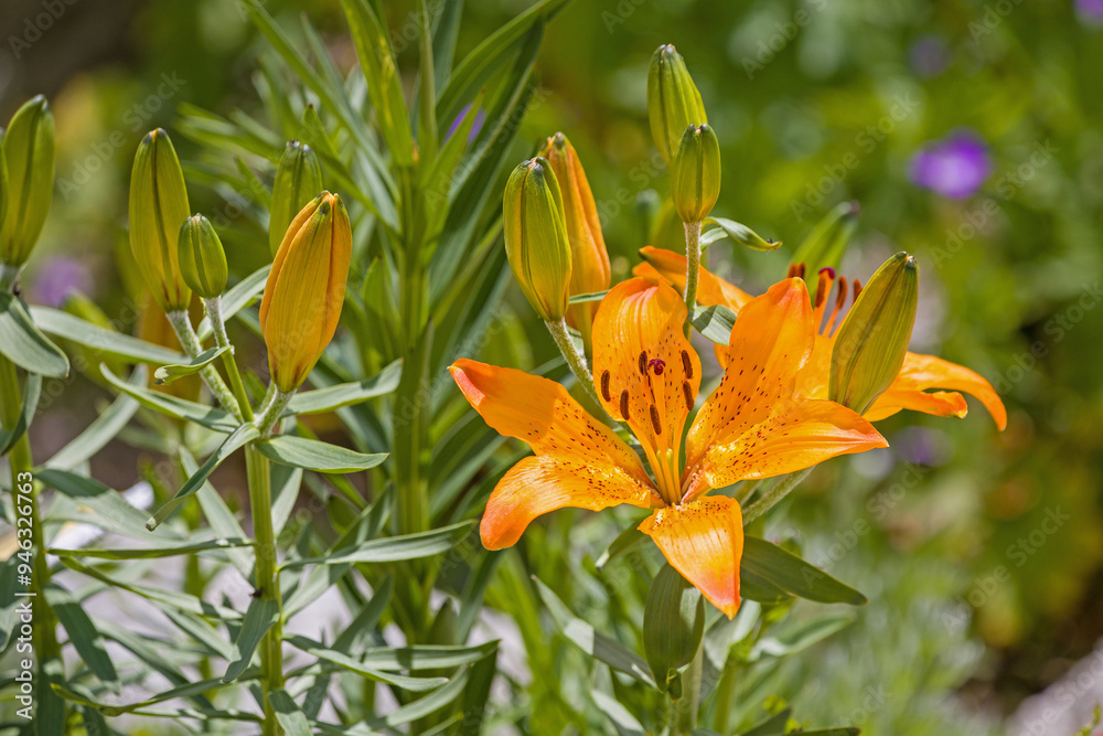 an orange fire lily with many buds in the sunlight an orange fire lily with many buds in the sunlight