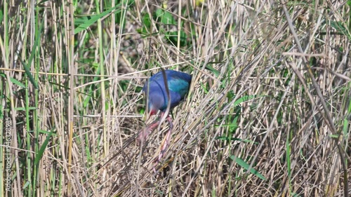 Grey-headed swamphen eating reed buds