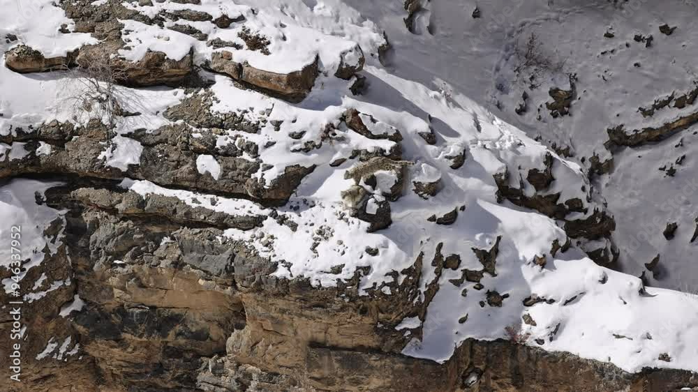 pair of Snow Leopards walking and climbing on cliffs in the Himalaya mountains