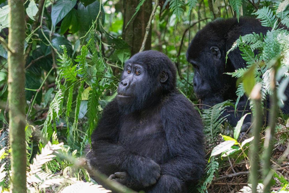 Mountain gorilla Mountain gorilla